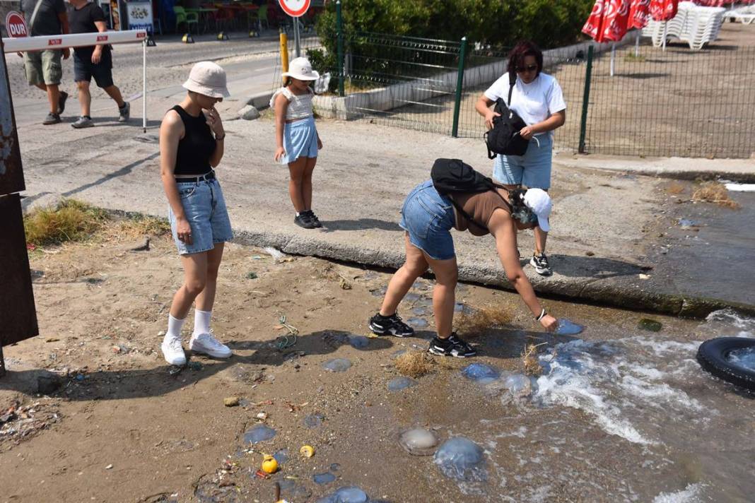 Yüzlercesi sahile vurdu, dokunan anında zehirleniyor! Mavi renklilere sakın yaklaşmayın, ölüm tehlikesi var 27